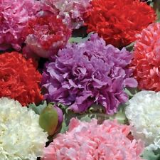 Poppy peony double for sale  Deltona