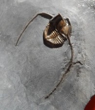 Trilobite ordovicien hérault d'occasion Trilobite ordovicien hérault d'occasion  Cuxac-d'Aude