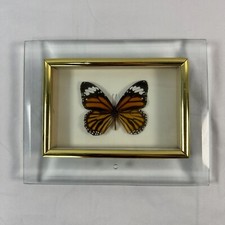Vintage butterfly taxidermy for sale  Richmond