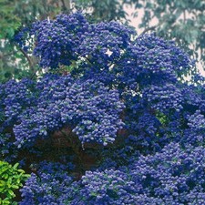 Ceanothus concha evergreen for sale  UK