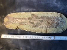 Versteinerung fisch ca gebraucht kaufen  Leipzig