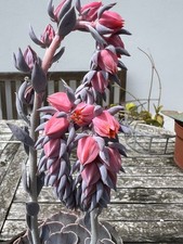 Crassula krautkopf schöne gebraucht kaufen  Dillingen a.d.Donau