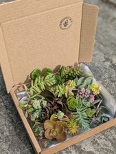Quality assortment sedum for sale  KING'S LYNN