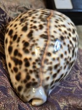 Cypraea tigris schilderiana for sale  Wichita Falls