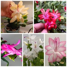Thanksgiving christmas cactus for sale  Ladson