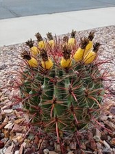 Fishhook barrel cactus for sale  Phoenix