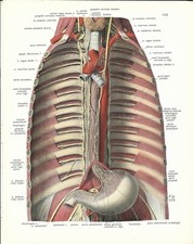 Stampa antica ANATOMIA APPARATO SANGUIGNO TORACE medicina 1938 Antique print comprar usado  Enviando para Brazil