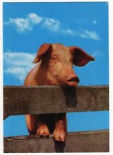 Schweine schwein schaut gebraucht kaufen  Reichenbach im Vogtland