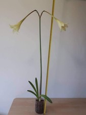 Hippeastrum aulicum elegans usato  Bagnoregio