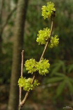 Spicebush plants containers for sale  Mcminnville