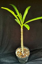 Pachypodium ruterbergianum suc d'occasion  Expédié en Belgium