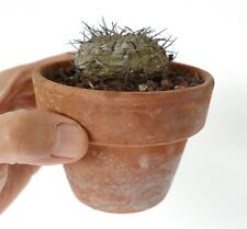 Gymnocalycium bodenbenderianum usato  Napoli