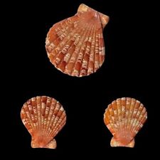 Pectinidae anguipecten pictura usato  Roma