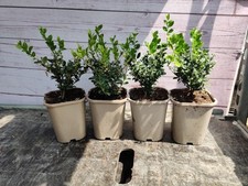 9cm ilex crenata for sale  HARLOW