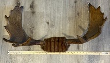Moose antlers approximately for sale  Erie