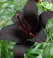 Lily night rider for sale  LONDON