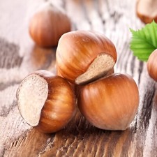 Haselnuss hallesche riesen gebraucht kaufen  Lehrte