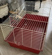 Large guinea pig for sale  NUNEATON