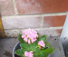 lewisia for sale lewisia for sale SOUTHAMPTON