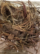 Bird nest taxidermy for sale  Oxford