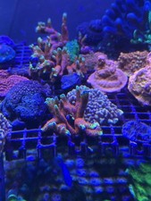 Marine saltwater fish for sale  ALDERSHOT