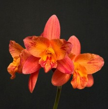 Mini cattleya tangerine for sale  NOTTINGHAM
