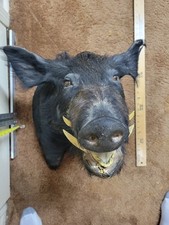 Wild boar head for sale  Hillsborough