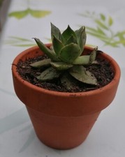 Succulente pot 7x6 d'occasion  Aire-sur-l'Adour
