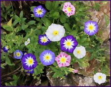 Graines fleurs belle d'occasion  Clermont-Ferrand-