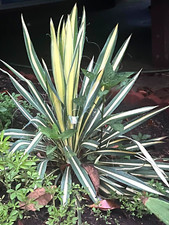 Yucca starter plants for sale  Rileyville