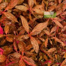 Alternanthera reineckii rosane for sale  USA