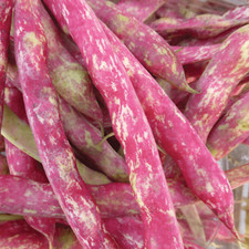 seeds horticulture for sale seeds horticulture for sale Deltona