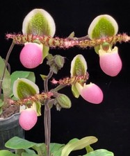 Rare paphiopedilum liemianum for sale  LONDON
