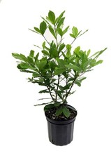 Miracle fruit plant for sale  Brentwood