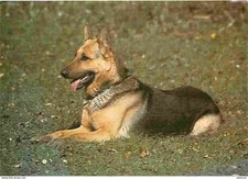 Animals dogs german d'occasion  Expédié en Belgium