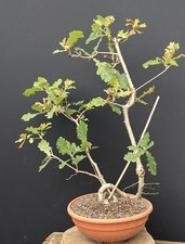 Eichen prebonsai eichenbaum gebraucht kaufen  Borstel-Hohenraden