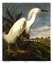 Audubon snowy egret for sale  Cambria