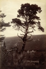 Photo albuminé gww d'occasion Photo albuminé gww d'occasion  Marseille VI