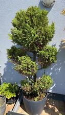 Gartenbonsai chamaecyparis law gebraucht kaufen  Bad Homburg v. d. Höhe