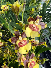 Oncidium pupukea sunset for sale  HALSTEAD