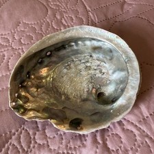 Beautiful large abalone for sale  CHATHAM