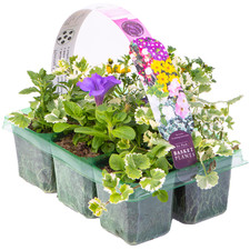 hanging basket plants for sale hanging basket plants for sale UK