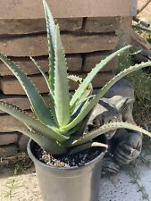 Aloe diablo large for sale  Phoenix