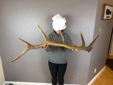 Elk shed antler for sale  Moscow
