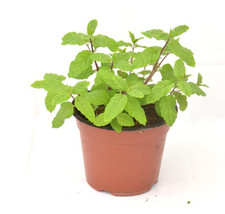 Piante menta piperita usato  Terlizzi