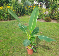 Musella lasiocarpa lotus gebraucht kaufen  Weinböhla