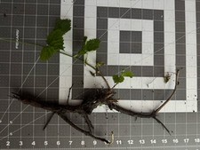 Hop rhizomes for sale  Leipsic
