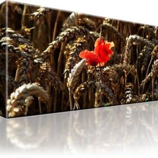 Mohnblume weizen bild gebraucht kaufen  Deutschland