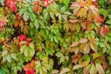 Virginia creeper last for sale  ANDOVER