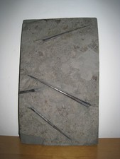 Belemnit holzmaden schieferpla gebraucht kaufen  Augsburg